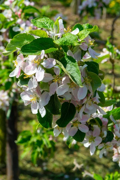 果樹園 果物地域のリンゴの木の春のピンクの花ベルギーのHaspengouw 花の木を閉じます — ストック写真