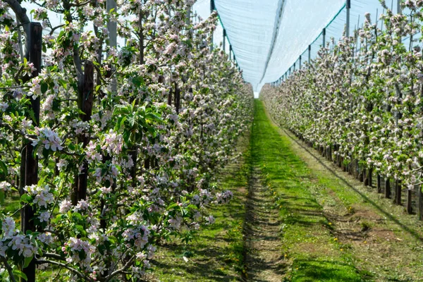 Vårrosa Blommor Äppelträd Fruktträdgård Fruktregion Haspengouw Belgien Rader Blommande Träd — Stockfoto