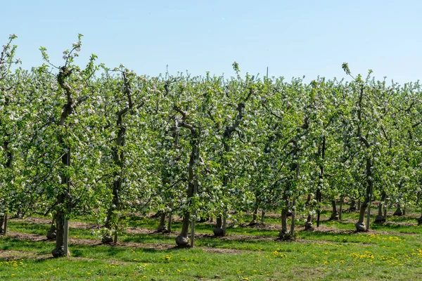 Jarní Růžové Květy Jabloní Sadech Ovocná Oblast Haspengouw Belgii Řady — Stock fotografie