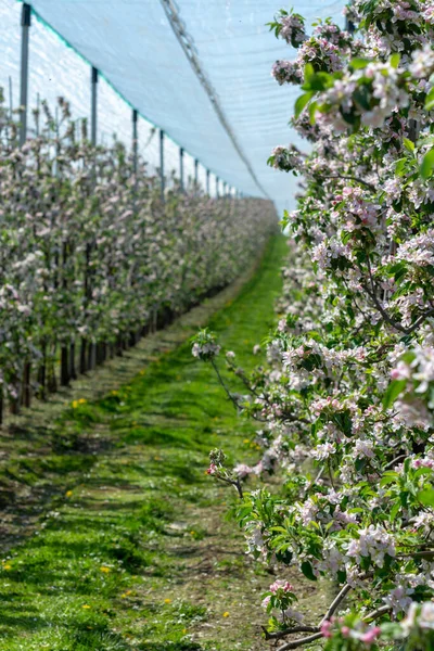 果园里苹果树的粉红色花朵 比利时黑斯潘古鲁水果区 一排排开花的树 — 图库照片