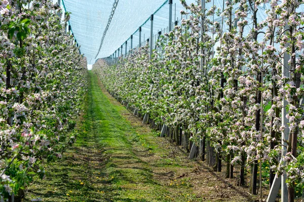 果园里苹果树的粉红色花朵 比利时黑斯潘古鲁水果区 一排排开花的树 — 图库照片