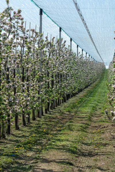 果园里苹果树的粉红色花朵 比利时黑斯潘古鲁水果区 一排排开花的树 — 图库照片
