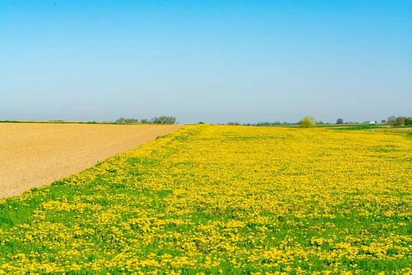 Jarní Krajina Farmáři Oraná Pole Květy Žlutých Pampelišek Květiny Zelené — Stock fotografie