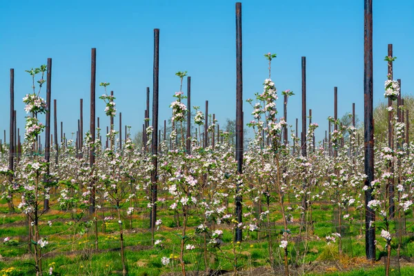 Paisagem Primavera Com Campos Pomares Estradas Região Haspengouw Limburgo Bélgica — Fotografia de Stock