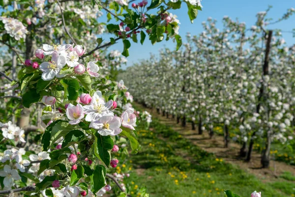 Primavera Rosa Flor Manzanos Huerto Región Frutal Haspengouw Bélgica Cerca — Foto de Stock