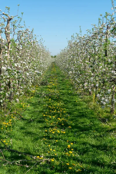 Vårrosa Blommor Äppelträd Fruktträdgård Fruktregion Haspengouw Belgien Rader Blommande Träd — Stockfoto