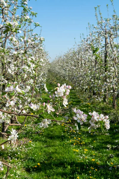 Primavera Rosa Flor Manzanos Huerto Región Frutal Haspengouw Bélgica Hileras — Foto de Stock