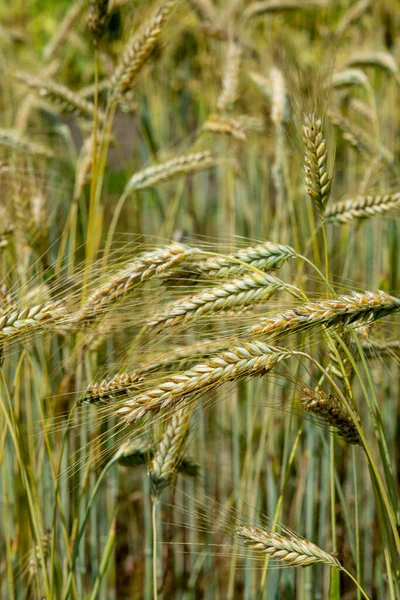 Zralé Zlaté Žitné Hroty Farmě Zblízka — Stock fotografie