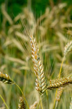 Çiftlik arazisinde olgun altın çavdar çivileri yakın.
