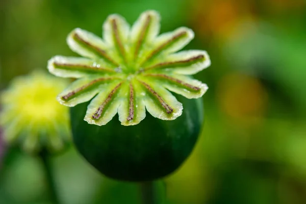 Opium Poppy Flower Seeds Capsule Close — Stock Photo, Image