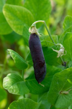 Olgun İngiliz bezelye bitkileri, bezelye kabukları Blauwschokkers, yaklaşın.