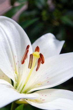 Beyaz zambak çiçekleri, aşkın ve masumiyetin sembolü. Yaklaş.