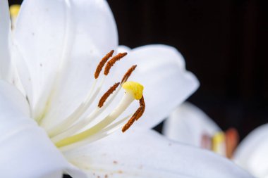 Beyaz zambak çiçekleri, aşkın ve masumiyetin sembolü. Yaklaş.
