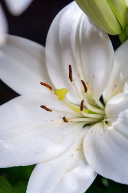 Beyaz zambak çiçekleri, aşkın ve masumiyetin sembolü. Yaklaş.