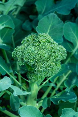 Bahçede sağlıklı sebzeler yetişiyor, taze yeşil brokoli lahanası kapanıyor.