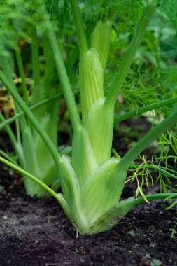 Bahçede sağlıklı sebzeler yetişiyor, rezene bitkisinin genç yeşil soğanı yakında.