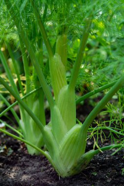 Bahçede sağlıklı sebzeler yetişiyor, rezene bitkisinin genç yeşil soğanı yakında.