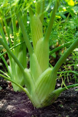 Bahçede sağlıklı sebzeler yetişiyor, rezene bitkisinin genç yeşil soğanı yakında.