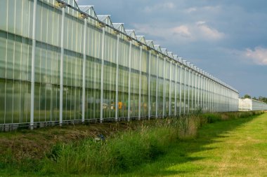 Tüm mevsimler taze sebzeler, meyveler ve çiçekler, Hollanda 'da tarım Limburg' da büyük modern seralar, dış görünüş