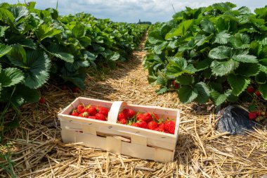 Almanya 'da çilek tarlaları, taze tatlı kırmızı çilekler hasat için hazır.