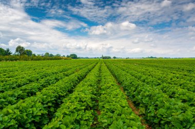 Almanya 'da çilek tarlaları, taze tatlı kırmızı çilekler hasat için hazır.