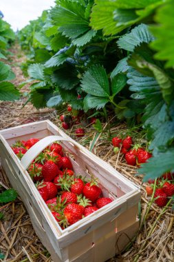 Almanya 'da çilek tarlaları, taze tatlı kırmızı çilekler hasat için hazır.