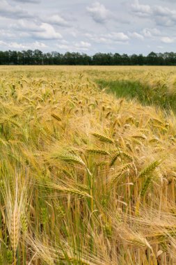 Avrupa 'da bir arpa altın sarısı tarla