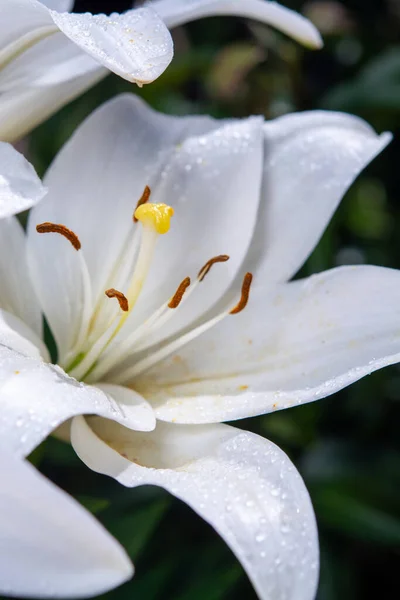 Białe Liliowe Kwiaty Lilii Symbol Miłości Niewinności Zbliżenie — Zdjęcie stockowe