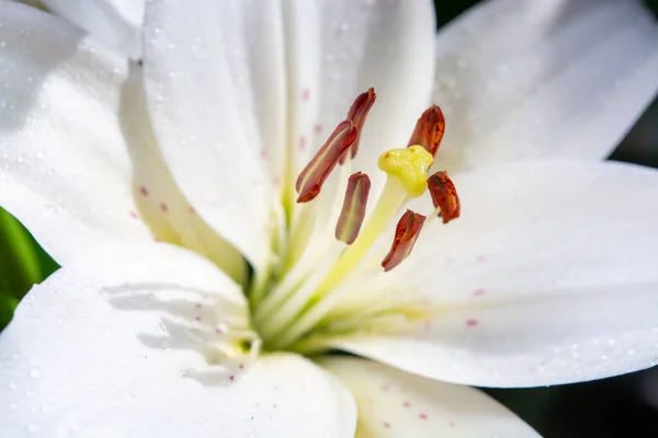 White Lilium Lily Flowers Symbol Love Innocence Close — Stock Photo, Image