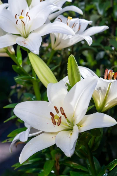 Vit Lilja Lilja Blommor Symbol För Kärlek Och Oskuld Närbild — Stockfoto