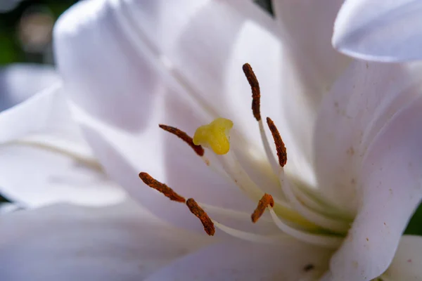 Fleurs Lililium Blanc Symbole Amour Innocence Close — Photo