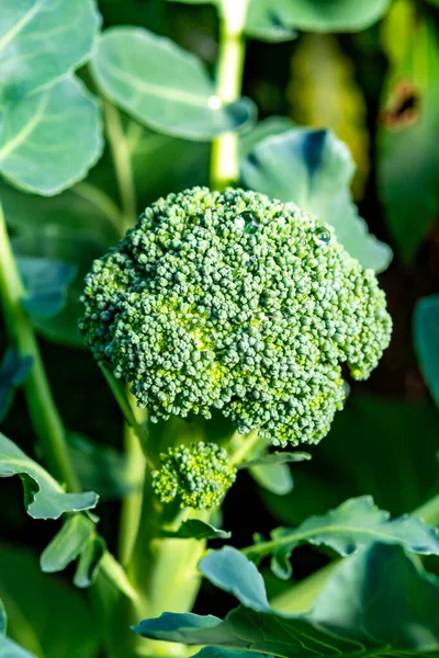 Legumes Saudáveis Crescendo Jardim Repolho Brócolis Verde Jovem Fechar — Fotografia de Stock