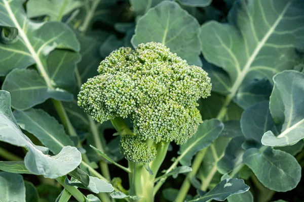 Legumes Saudáveis Crescendo Jardim Repolho Brócolis Verde Jovem Fechar — Fotografia de Stock