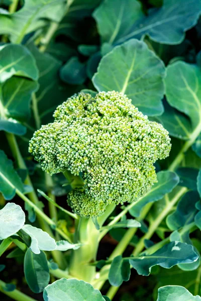 Legumes Saudáveis Crescendo Jardim Repolho Brócolis Verde Jovem Fechar — Fotografia de Stock