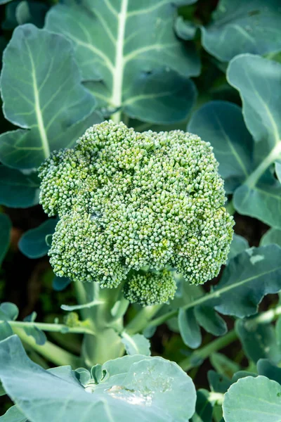 Vegetales Saludables Creciendo Jardín Repollo Brócoli Verde Joven Cerca — Foto de Stock