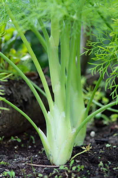 庭で栽培されている健康的な野菜 フェンネル植物の若い緑の球根が閉じます — ストック写真