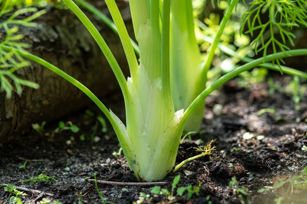 Verdure Sane Che Crescono Giardino Giovane Bulbo Verde Pianta Finocchio — Foto Stock