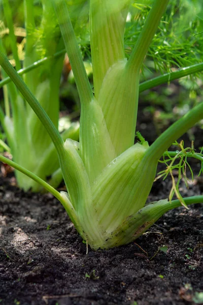 Vegetales Saludables Creciendo Jardín Bulbo Verde Joven Planta Hinojo Cerca — Foto de Stock