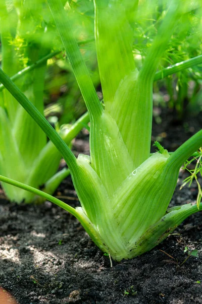 Vegetales Saludables Creciendo Jardín Bulbo Verde Joven Planta Hinojo Cerca — Foto de Stock