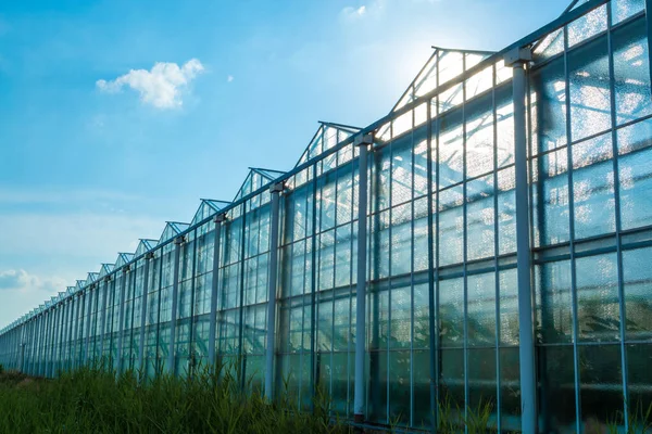 四季折々の新鮮な野菜 果物や花 オランダの農業 リンブルグの大きな近代的な温室 — ストック写真