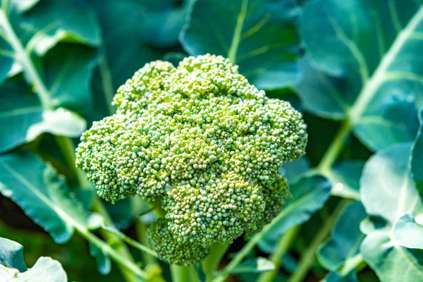 Vegetales Saludables Creciendo Jardín Repollo Brócoli Verde Joven Cerca — Foto de Stock