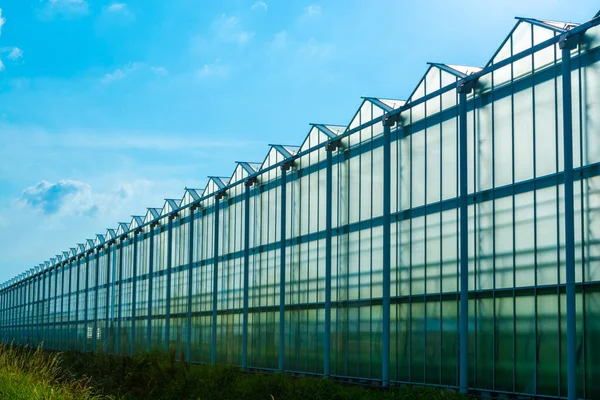 Todas Las Estaciones Verduras Frescas Frutas Flores Agricultura Los Países — Foto de Stock