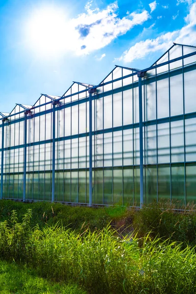 Todas Las Estaciones Verduras Frescas Frutas Flores Agricultura Los Países — Foto de Stock