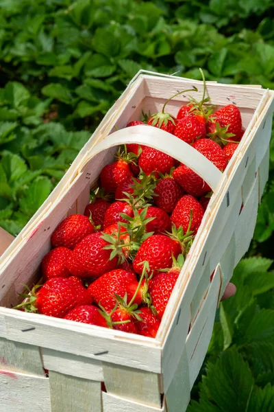 Strawberry fields in Germany, outdoor plantation with ripe sweet red strawberries ready for harvest