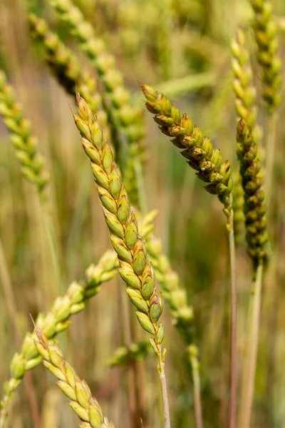 Reife Goldene Weizenspitzen Auf Dem Feld Aus Nächster Nähe — Stockfoto