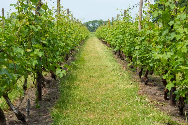 Linhas Com Plantas Uva Vinho Branco Vinha Holandesa Brabante Norte — Fotografia de Stock