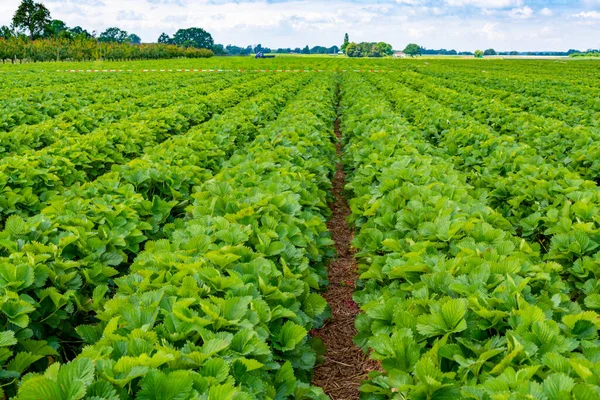 Jordbærmarker Tyskland Udendørs Plantage Med Modne Søde Røde Jordbær Klar - Stock-foto