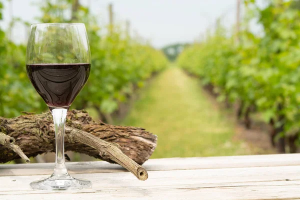 Verkostung Von Rotwein Auf Holländischen Weinbergen Nordbrabant Weinproduktion Den Niederlanden — Stockfoto