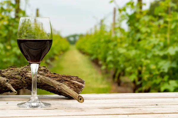 Provning Rött Vin Nederländsk Vingård North Brabant Vinproduktion Nederländerna — Stockfoto