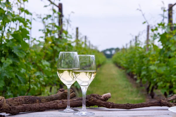 Tasting White Wine Dutch Vineyard North Brabant Wine Production Netherlands — Stock Photo, Image